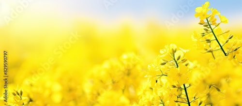 Closeup of a vibrant yellow canola flower field with copy space image available photo