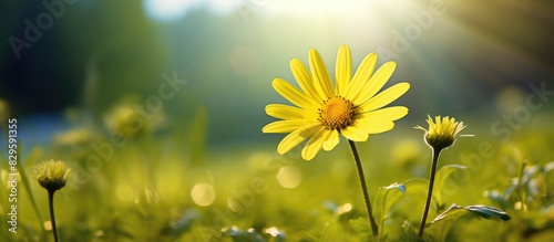 Vibrant yellow daisy blooming in a lush green meadow with beautiful scenery ideal for a copy space image