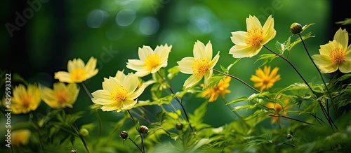 Doronikum flowers in yellow bloom against the lush green backdrop of the forest creating a picturesque image with a copy space design photo