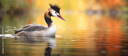 A beautiful bird known as the great crested grebe Podiceps cristatus is elegantly displayed in a serene natural setting next to a tranquil pond presenting an image with ample empty space for added te photo