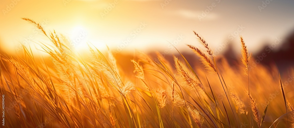 A warm sun setting or rising over a blurred grass field creating a summer atmosphere with yellow and orange hues casting light and shadow in the background providing a serene copy space image A warm sun setting or rising over a blurred grass field creating a summer atmosphere with yellow and orange hues casting light and shadow in the background providing a serene copy space image