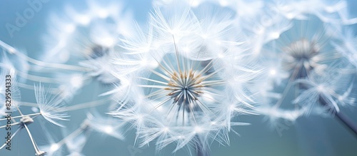 Bristles on the pappus of an individual floret create a parachute like effect providing a visually interesting element in the image with copy space photo