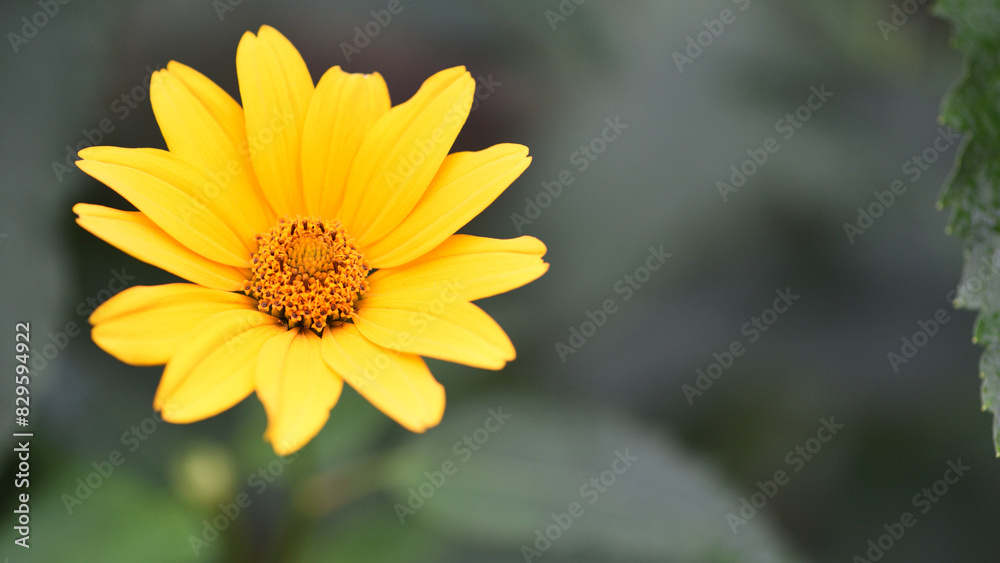yellow chamomile flowers in the garden. yellow daisy on a beautiful blurred green background, close-up. yellow flowers on the flowerbed. floral background. bright chamomile in spring or summer. yellow chamomile flowers in the garden. yellow daisy on a beautiful blurred green background, close-up. yellow flowers on the flowerbed. floral background. bright chamomile in spring or summer.