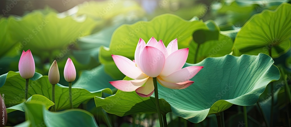 A pink lotus flower bud set against lush green foliage with a blank area for writing or inserting an image provided. Copy space image. Place for adding text and design A pink lotus flower bud set against lush green foliage with a blank area for writing or inserting an image provided. Copy space image. Place for adding text and design