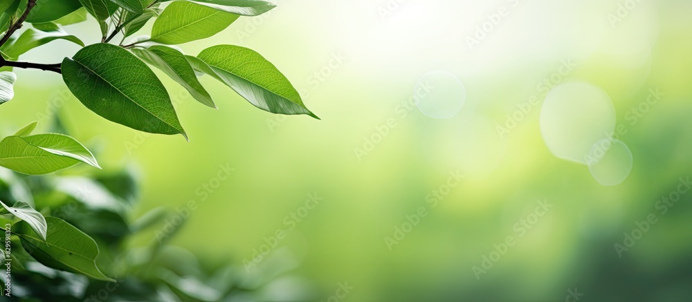 Obraz premium Blurred green leaves dominate the view in the photo with copy space image