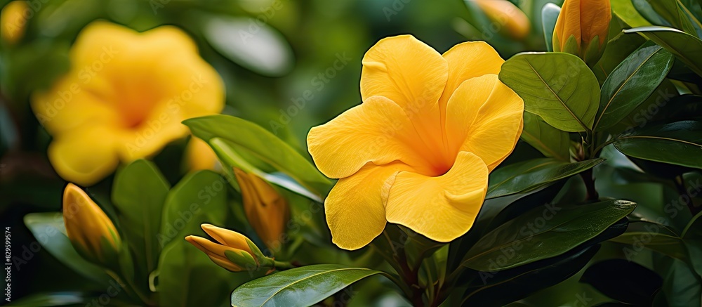 A pair of vibrant yellow Allamanda cathartica flowers situated atop a plant surrounded by lush green leaves and flowers set against a blurred natural backdrop leaving room for additional content