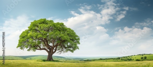 A large tree standing tall in a natural setting with plenty of empty space for adding an image. Copy space image. Place for adding text and design