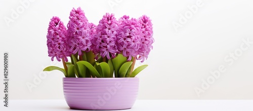 Hyacinth flower pot on white background symbolizing prudence constancy and peace of mind with a copy space image photo
