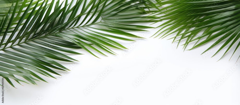 Flat lay top view of green palm leaf branches on a white background with copy space image