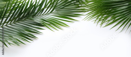 Flat lay top view of green palm leaf branches on a white background with copy space image