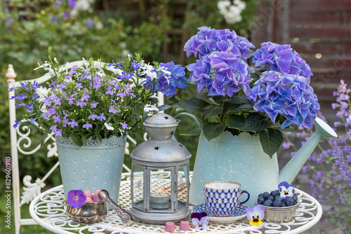 Tisch-Arrangement mit frischen Heidelbeeren, Porzellantasse, Laterne, Bauernhortensie und Männertreu in Töpfen photo