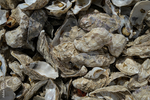 coquilles d'huîtres vides pour le recyclage