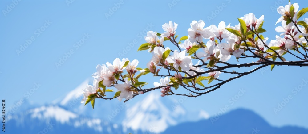 Springtime tree buds blooming with a mountain backdrop and a clear blue sky ideal for a copy space image Springtime tree buds blooming with a mountain backdrop and a clear blue sky ideal for a copy space image