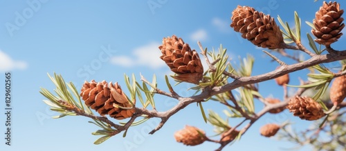 Close up view of lovely brown Japanese pine Glauka cones on a branch set against a clear blue sky with no clouds ideal for nature themed design with copy space image photo