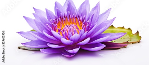Violet waterlily isolated on white background. Copy space image. Place for adding text and design