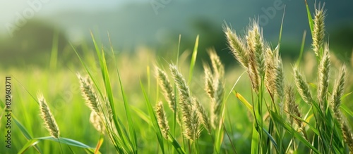 Fototapeta Naklejka Na Ścianę i Meble -  Selective focus on weed grass seeds in the paddy field includes Setaria viridis Setaria pumila and Setaria parviflora against a grassy background with copy space image