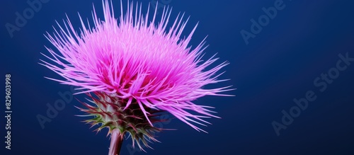 Detailed close up image of a pink milk thistle flower with copy space image available
