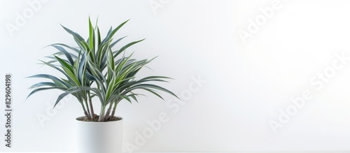 A potted dracaena plant with a white background for a copy space image