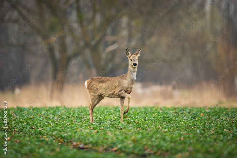 Roe deer standing in a farm field Roe deer standing in a farm field