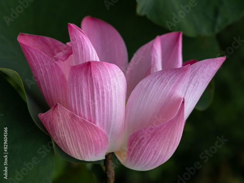 Closeup view of delicate bright pink indian lotus or nelumbo nucifera flower blooming on green foliage background