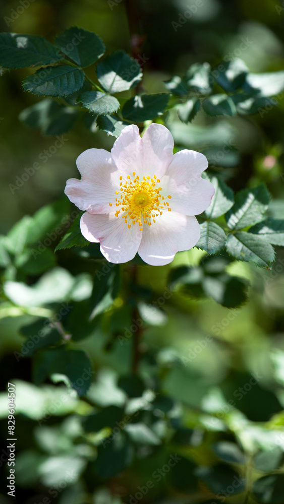 beautiful rosehip flower close up. Rosehip, Rosa canina light pink flowers bloom on the branches, beautiful wild shrub. Rosa woodsii, a variety of rose hips known as woods or indoor rose. beautiful rosehip flower close up. Rosehip, Rosa canina light pink flowers bloom on the branches, beautiful wild shrub. Rosa woodsii, a variety of rose hips known as woods or indoor rose.