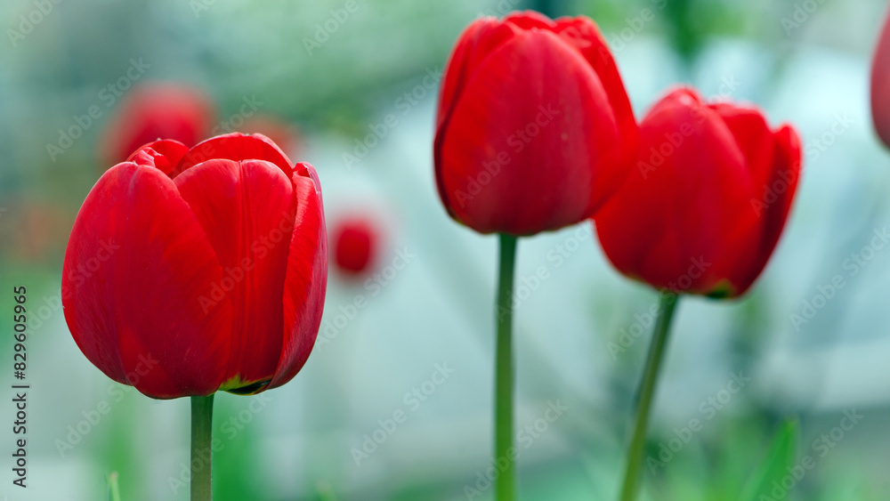 Obraz premium Tulipa. red tulips. beautiful flowers blooming in spring on a flower bed in the garden. delicate red tulips. floral holiday background. spring flowers, a gift to your girlfriend, close-up, bokeh.