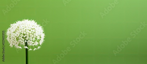 A white blooming ball headed leek with a green background is illustrated in the copy space image
