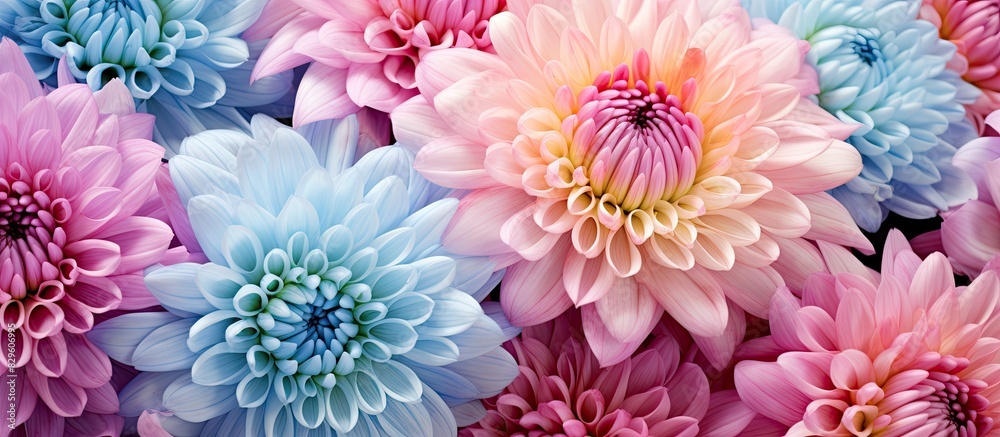 Chrysanthemum blooms are captured in this colorful copy space image