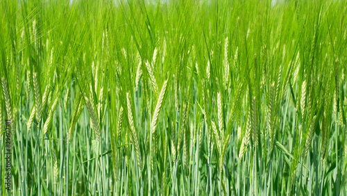 spikelets. cobs of corn close-up. Fresh green young unripe juicy spikelets of wheat on a blurred green field. Oats, rye, barley. harvest in spring or summer, closeup of a field