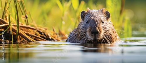 A coypu is contentedly munching on vegetation while standing in the water leaving plenty of copy space in the image