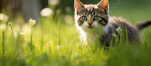 A cat on the grass is glancing backward with available copy space image