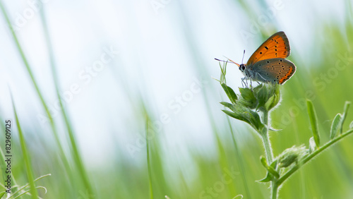 Lycaena phlaeas. A Small Copper Butterfly, Lycaena phlaeas, perched on a blade of field plant. macro nature, insect in the meadow. sitting in the green grass. beautiful delicate butterfly. close-up