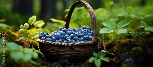 A wooden basket brimming with ripe bilberries on peat soil beneath a bush with a blank area for text or images. Copy space image. Place for adding text and design