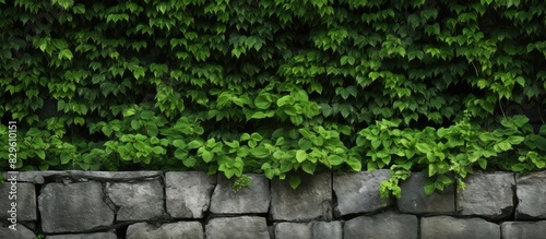 Stone wall adorned with lush greenery providing a charming backdrop in a natural setting with ample copy space image