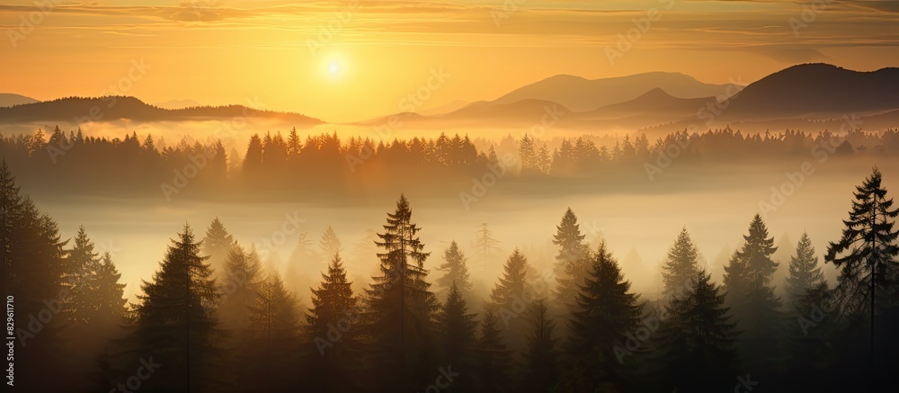 Scenic forest under a stunning misty sunrise with golden hues providing a picturesque view with copy space image Scenic forest under a stunning misty sunrise with golden hues providing a picturesque view with copy space image