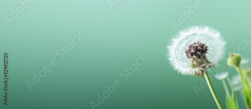 Close up view of a dandelion head against a green backdrop with copy space image