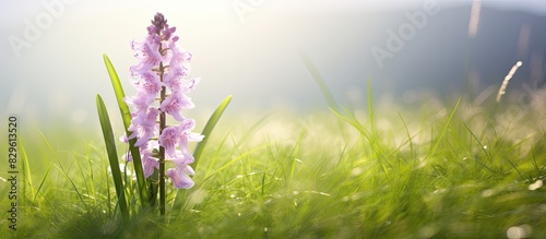 Dactylorhiza maculata a heath spotted orchid flower in a meadow setting with copy space image photo