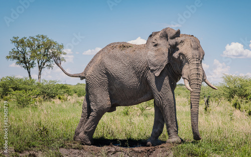 elephant in Savuti  photo