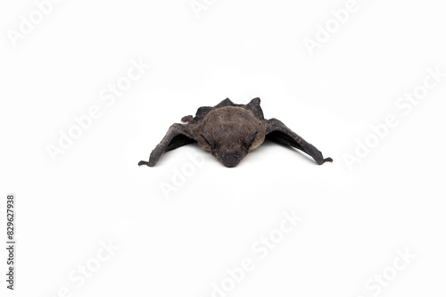 Bats isolated on white background.