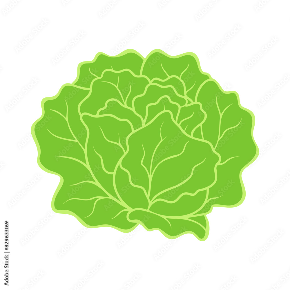 Fresh green organic lettuce, healthy meal option icon isolated. Fresh green organic lettuce, healthy meal option icon isolated.