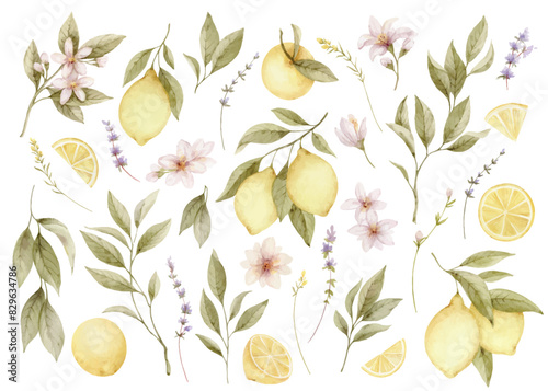 Watercolor yellow lemons, twigs, slices, flowers and green leaves. Vector set of botanical illustrations isolated on white background. Hand drawn floral .design on white.