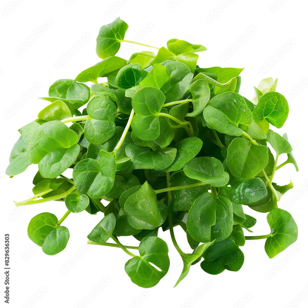 Fresh green microgreens, isolated on transparent background, perfect for culinary uses, health promotions, and food-related advertising. Fresh green microgreens, isolated on transparent background, perfect for culinary uses, health promotions, and food-related advertising.
