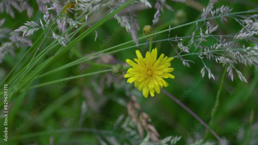 Catsear in field, slight breeze, spring (Hypochaeris radicata) - (4K) Catsear in field, slight breeze, spring (Hypochaeris radicata) - (4K)