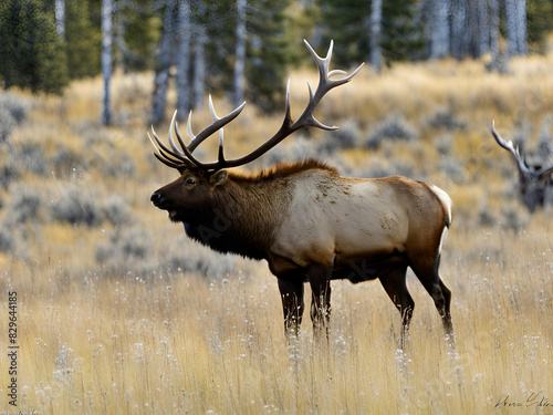 bull elk in park national park