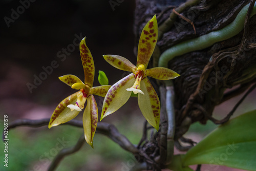 Closeup view of yellow orange and red flowers of epiphytic orchid species phalaenopsis cornucervi blooming outdoors in tropical garden