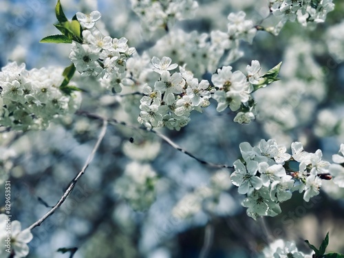 tender blooming trees, tree blossom, blooming garden photo