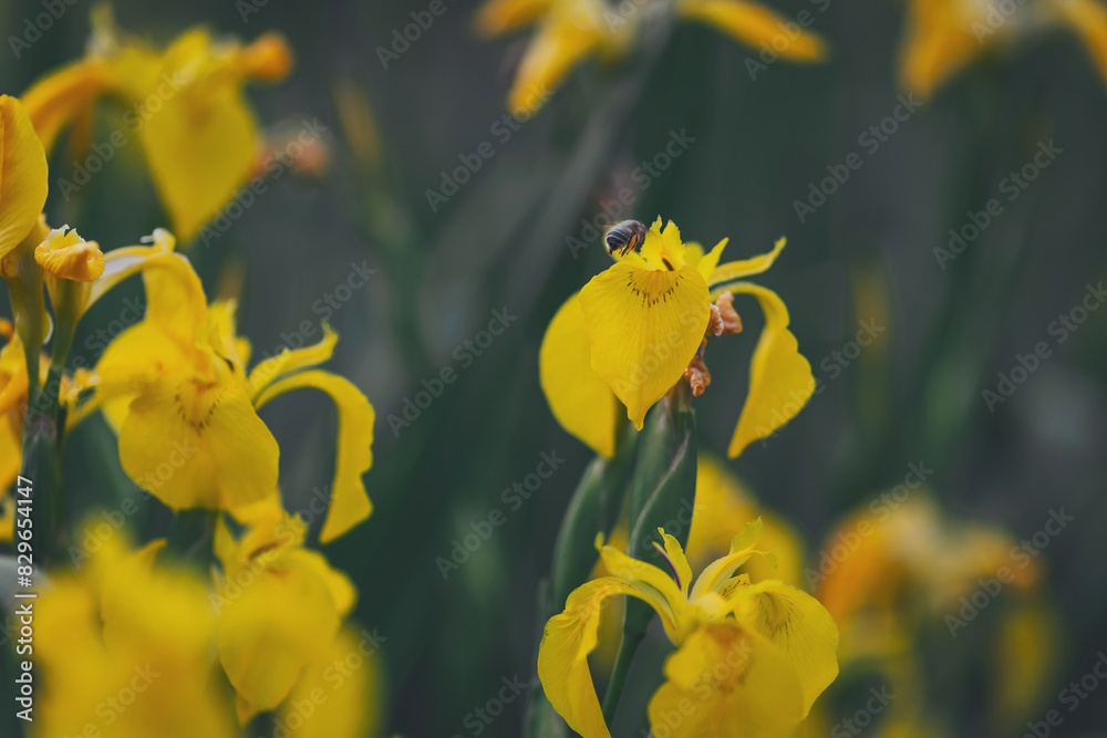 Obraz premium A closeup shot of two yellow slipper orchids . Yellow irises against blur nature background. This is a wild iris - Iris pseudacorus or yellow flag, yellow iris, water flag.