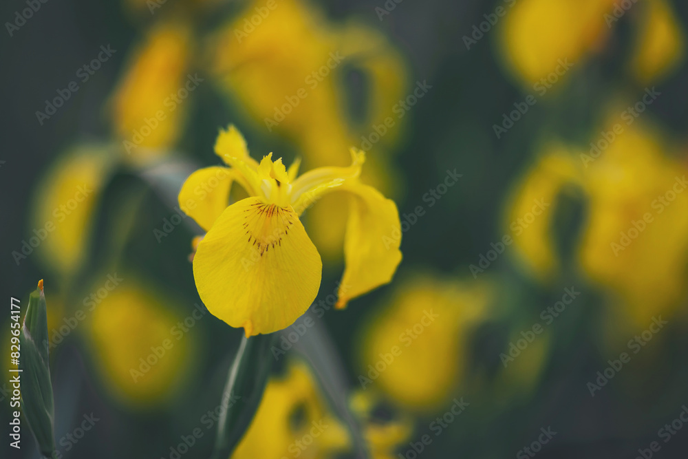 A closeup shot of two yellow slipper orchids . Yellow irises against blur nature background. This is a wild iris - Iris pseudacorus or yellow flag, yellow iris, water flag. A closeup shot of two yellow slipper orchids . Yellow irises against blur nature background. This is a wild iris - Iris pseudacorus or yellow flag, yellow iris, water flag.