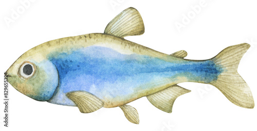 Colorful tropical fish. Aquarium animals .Watercolor illustration tropical fish. Underwater sealife concept.
