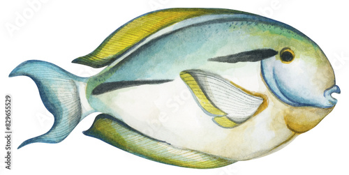 Colorful tropical fish. Aquarium animals .Watercolor illustration tropical fish. Underwater sealife concept.